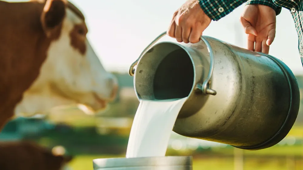 Sütte fiyat savaşları… Konseyin yeni fiyatı maliyetin altında kaldı