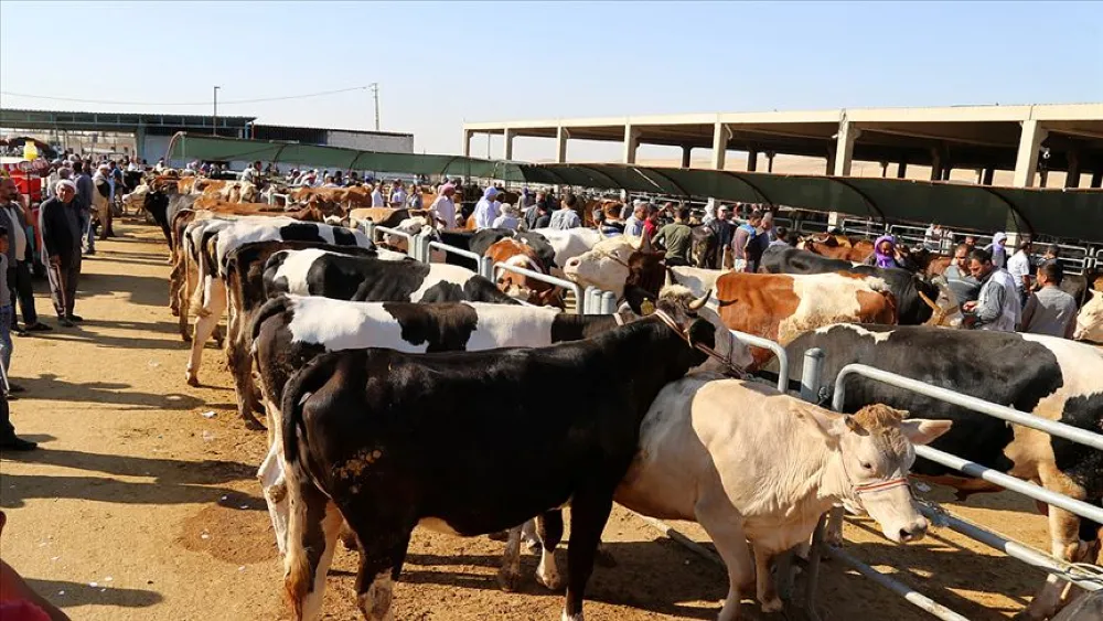 Gıda mühendislerinden kurban açıklaması: Güvenlik ve halk sağlığına dikkat