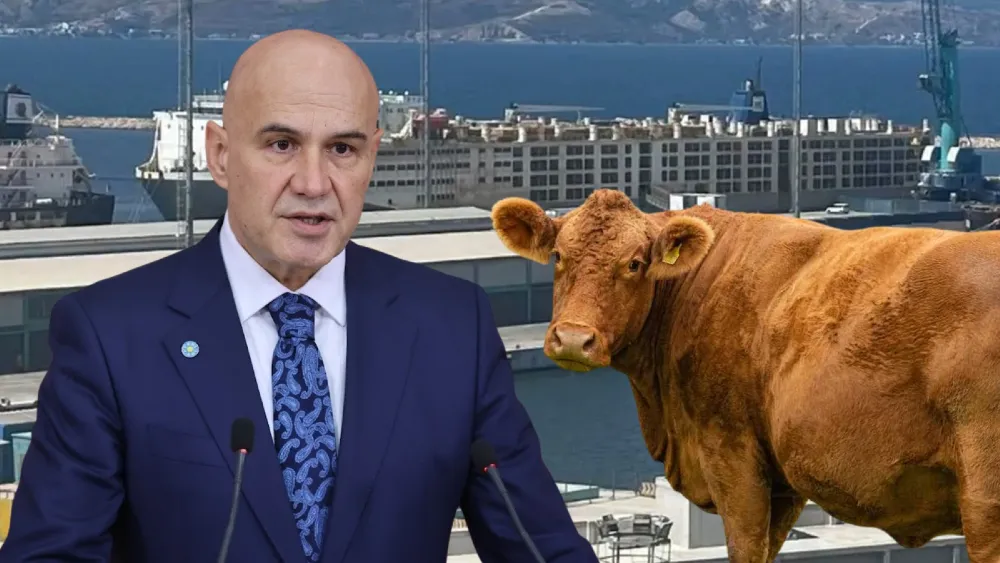 Hayvan ithalatı tam gaz: Limana binlerce angus geldi