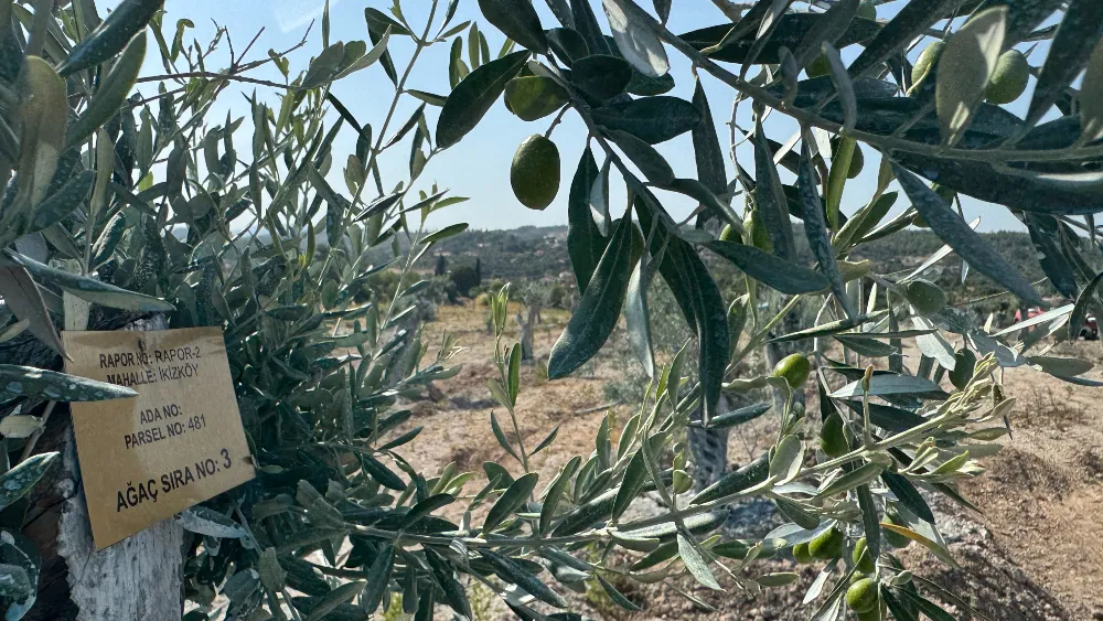 Milas’ta bilimsel yöntemle taşınan zeytin ağaçları, bir yıl olmadan meyve verdi