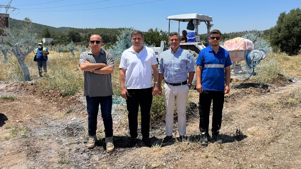Zeytinler büyüyor, Milas kazanıyor