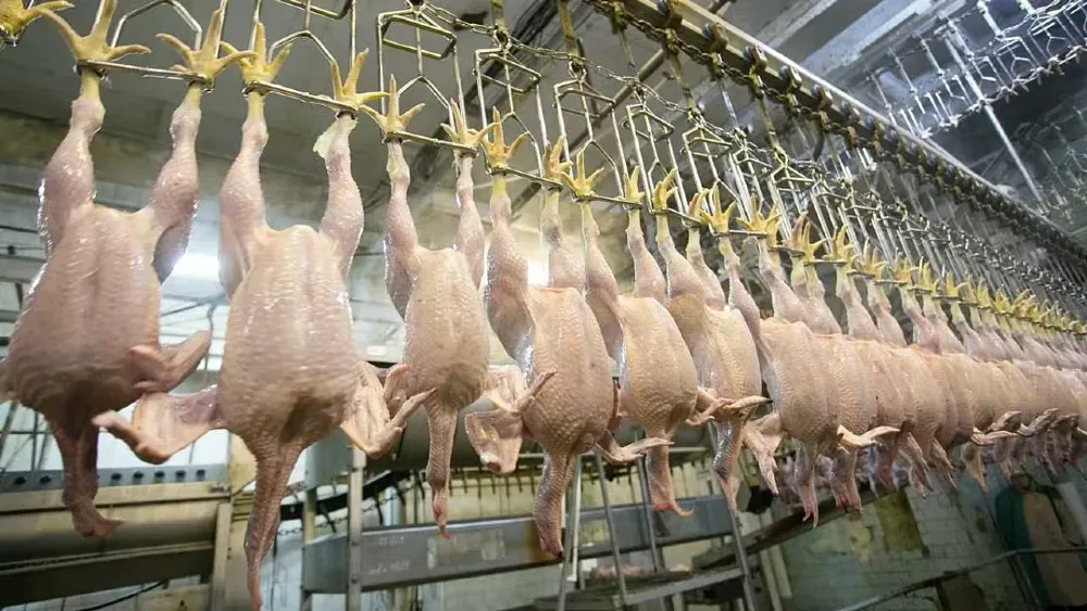 Vatandaşın ana protein kaynağı haline gelen tavuk etinde rekor üretim artışı