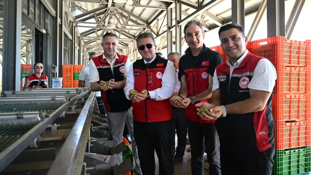 Zeytinde erken hasat.... Dikili Bademli'de sezonu açtılar