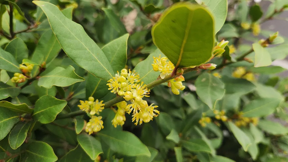 Defne yaprağı ihracatında Çin yolu açıldı