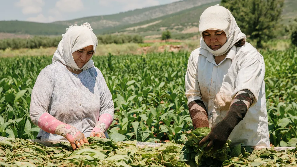 Türkiye'nin tütün ihracatı milyar doları geçti