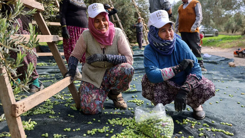 Zeytin protestoları İtalya’dan Akhisar’a sıçradı… Cuma'ya kadar elek kapandı