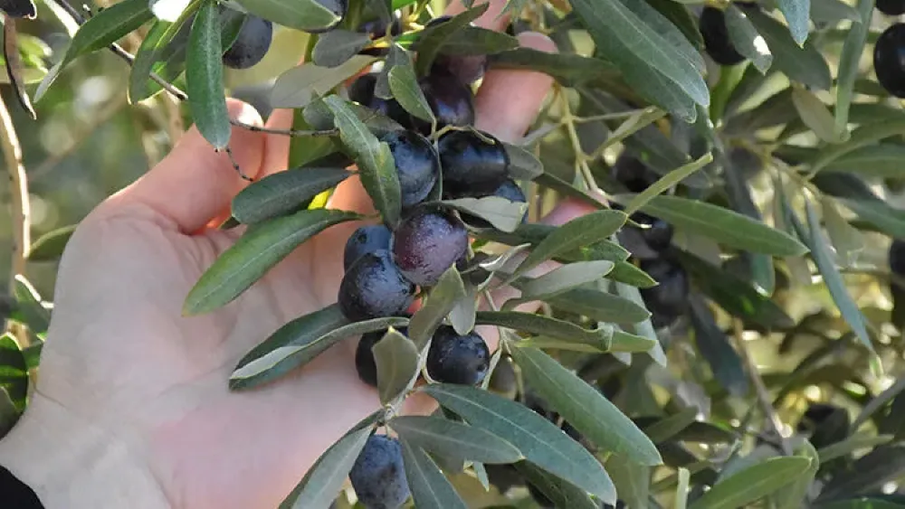 Bursa'da zeytin rekolte tahmini belli oldu... 290 bin ton bekleniyor