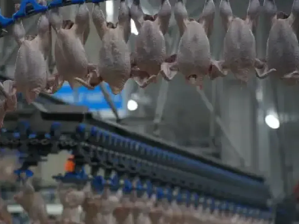 Ramazan ayı öncesi tavuk eti ihracatı yasaklandı