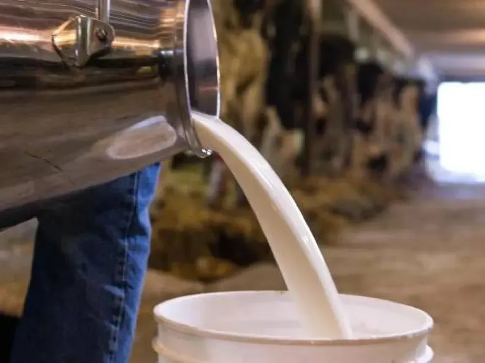 Balıkesir’de şap söylentisi süt piyasasını sarstı