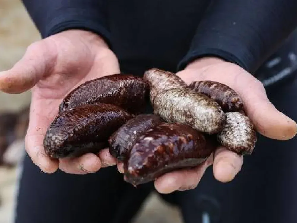 Ege'nin denizleri temizleyen patlıcanına Çinliler el attı!