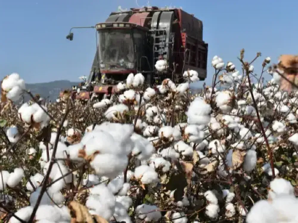 Söke Ovası beyaz altından sarıya döndü… Buğday elde kalabilir