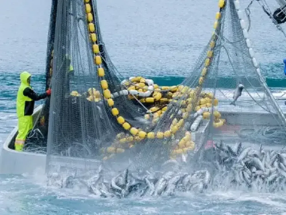 Türk ve Yunan balıkçıların kapışması Ege Denizi’ni tüketiyor
