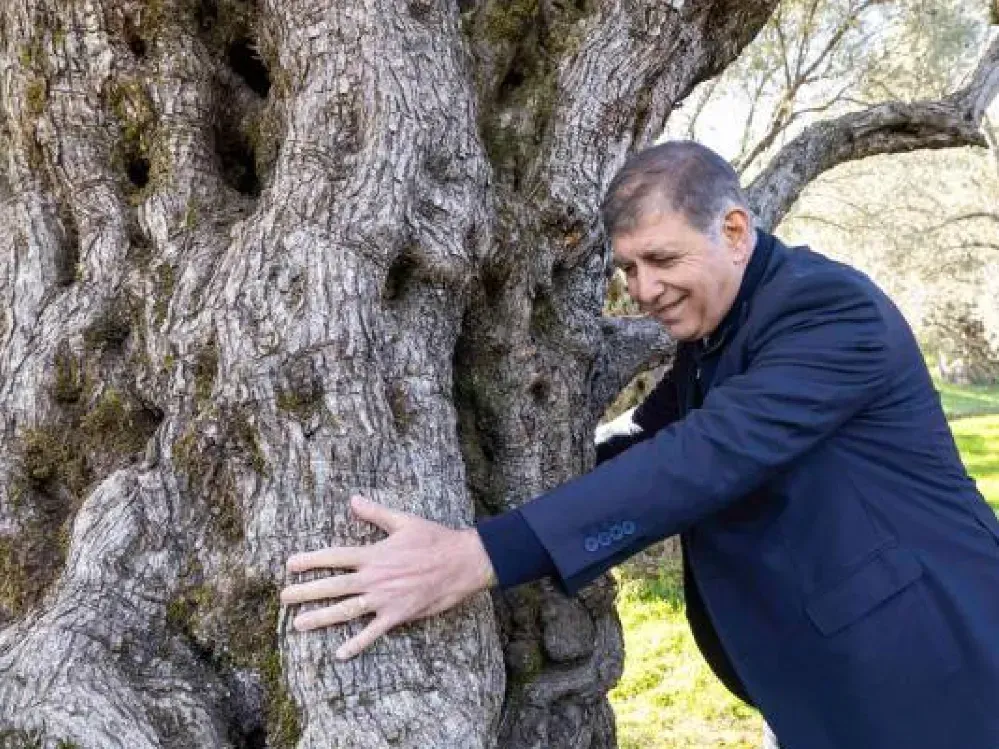 Beydağ'ın ünlü kestanesine Büyükşehir desteği