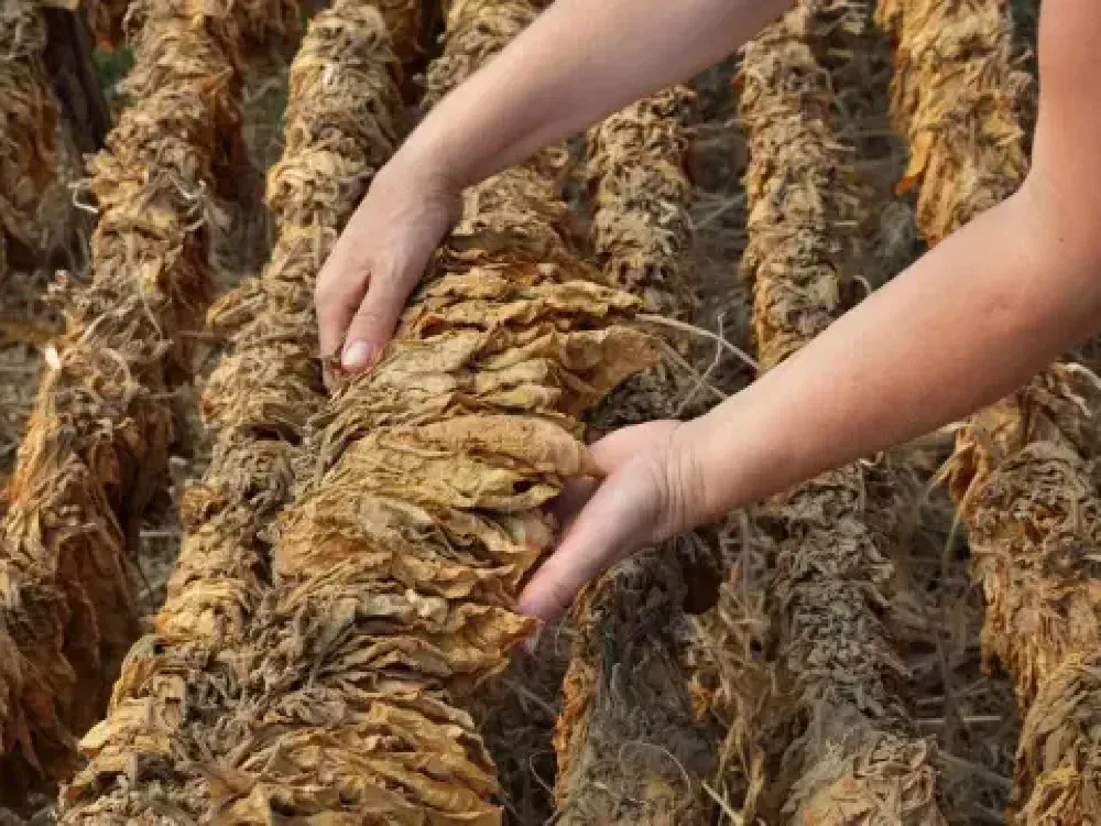 Tütün ihracatında alarm: ABD’ye ihracat çakıldı