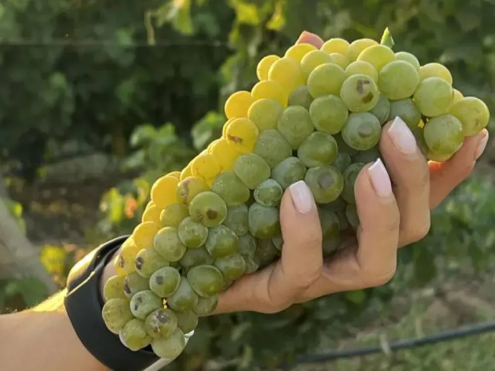 İzmirli asırlık markaya 6 madalya: Bornova misketine altın ödül