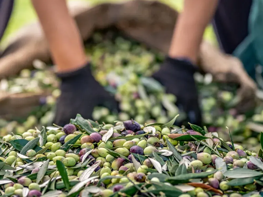 Zeytinin başkentinde bir konkordato talebine daha ret 