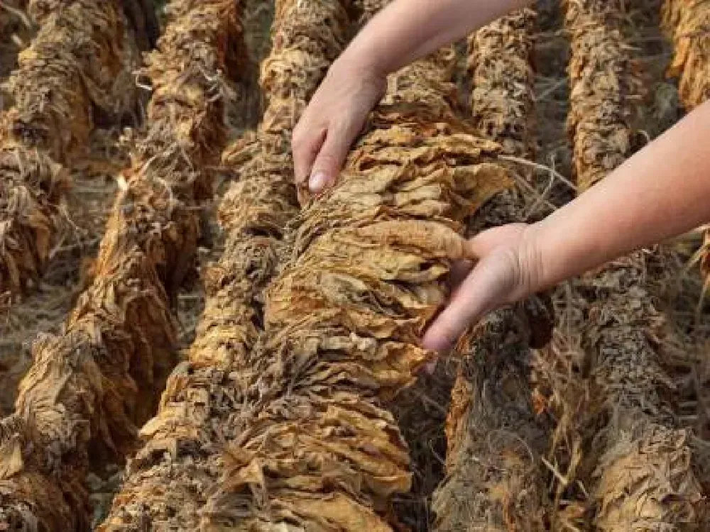 Kurumlar vergisi şampiyonu sigaracı oldu