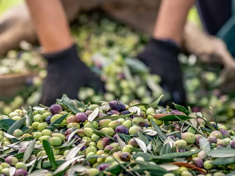 Zeytinyağında tahmin kimseyi memnun etmedi... İhracatçı itiraz etti