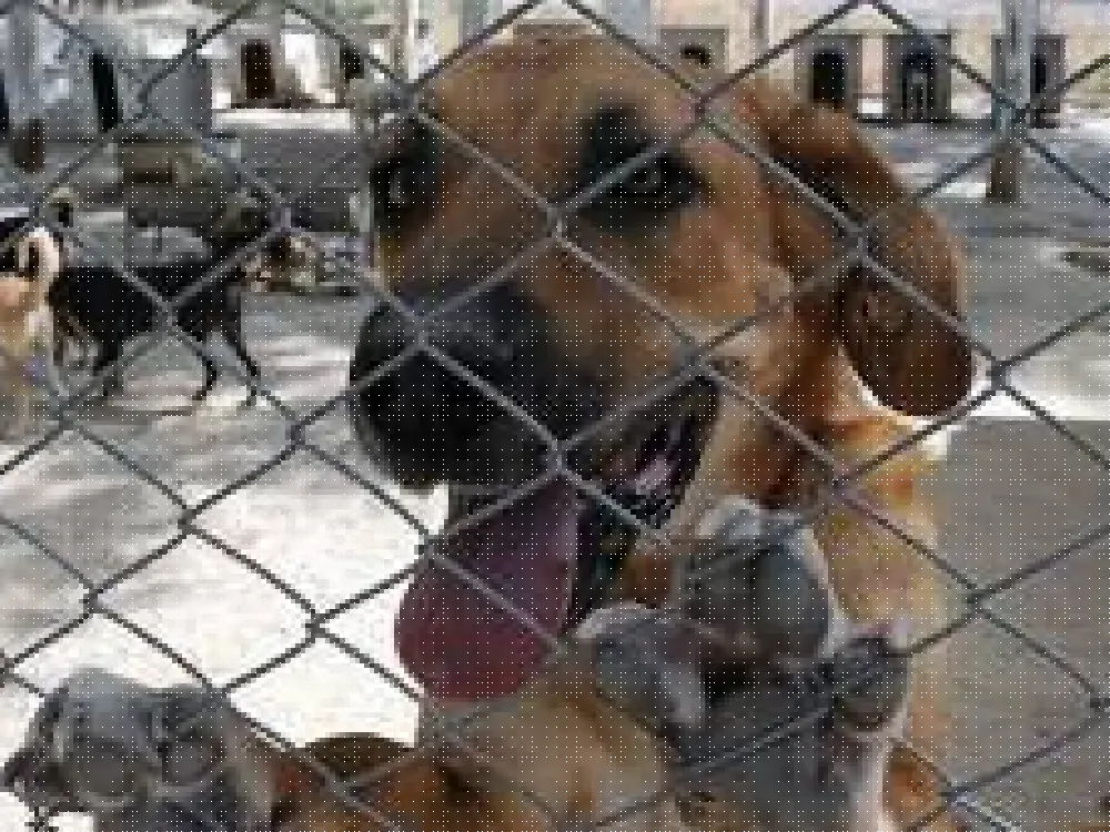 ‘Belediyenin hayvan barınakları artırılsın’