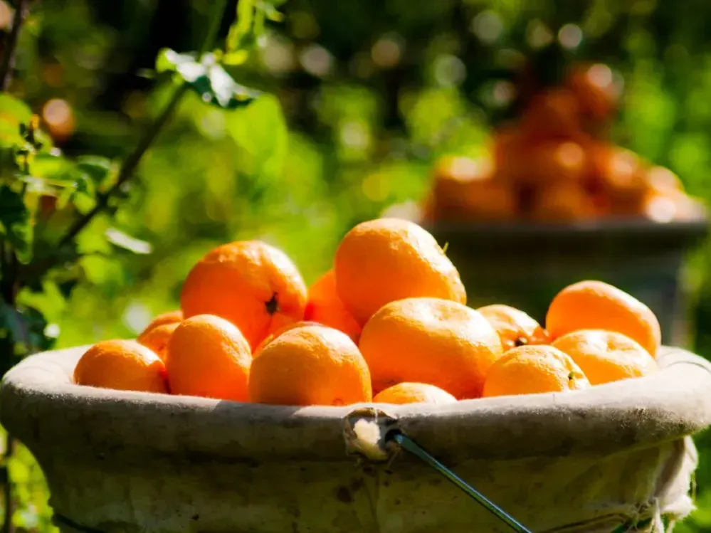 Yaş meyve sebze ihracatında 1 milyar dolar geçildi