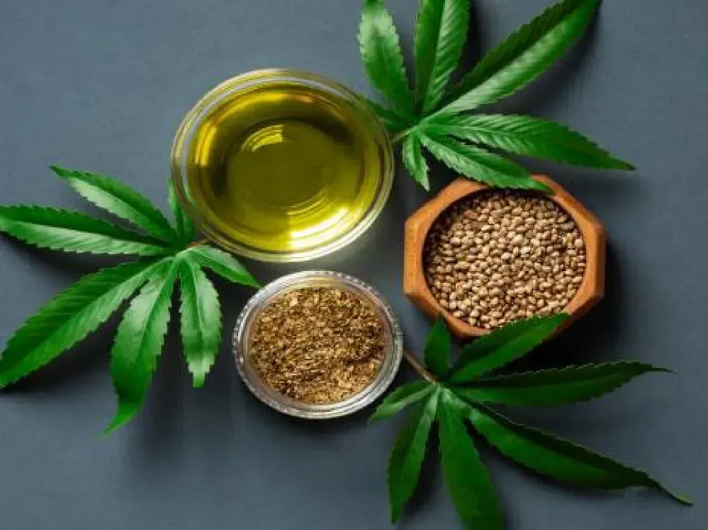 Kenevir üretiminde kaos