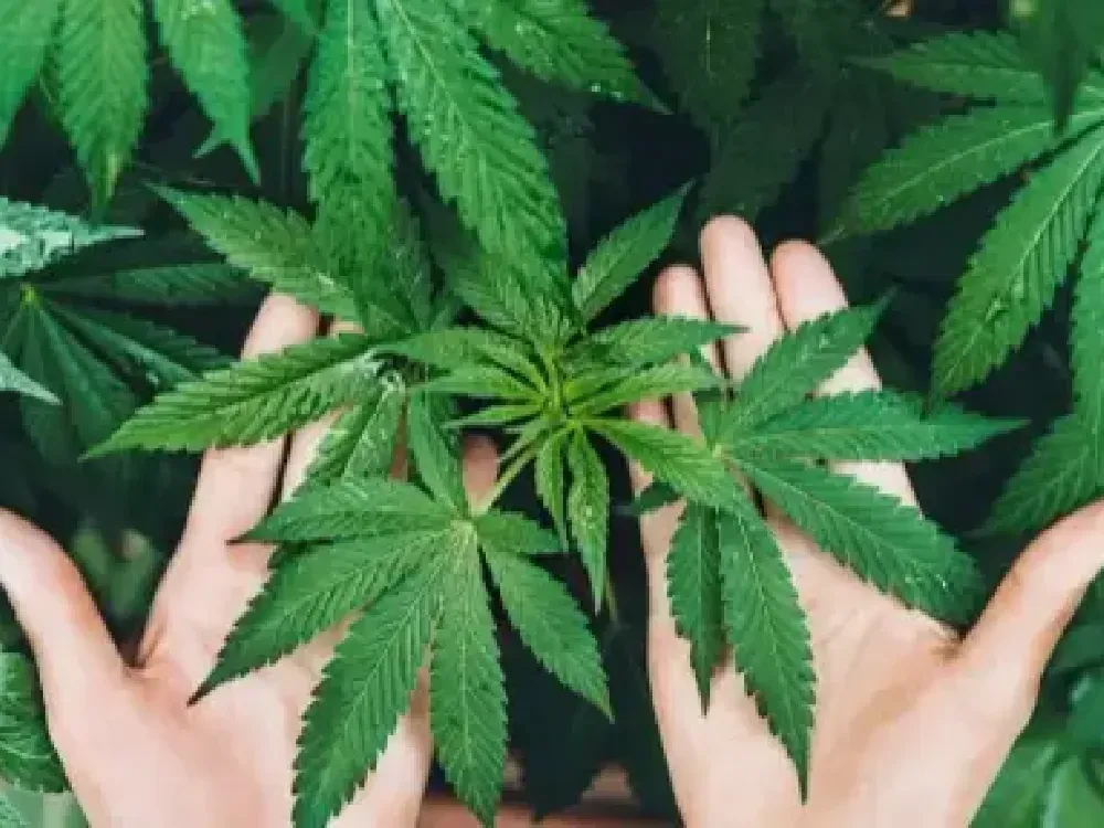 21 ilde kenevire izin çıktı... Aralarında İzmir de var