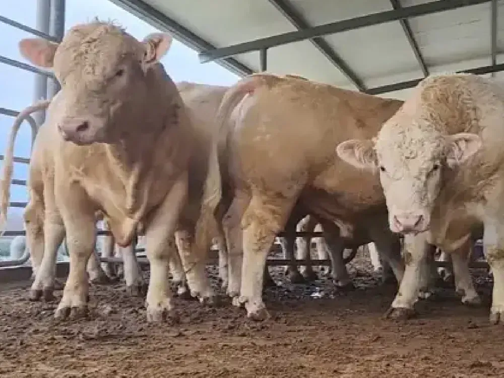 Sektörden ithalat çıkışı: Kırmızı ette bu çark dönmez!