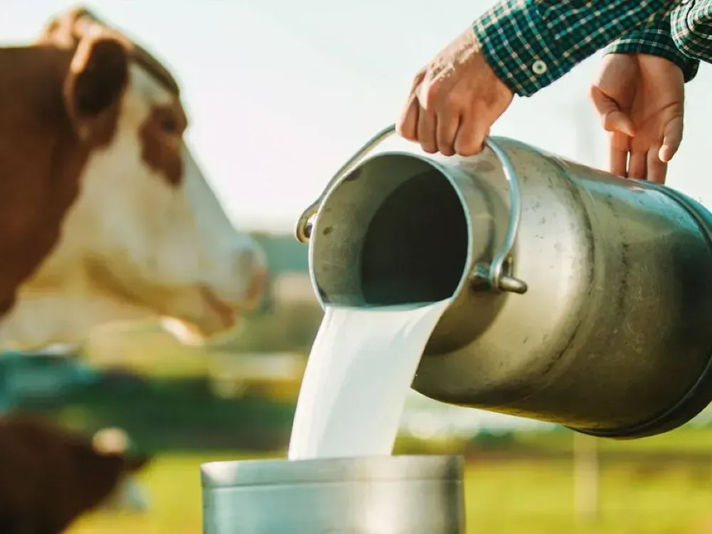 Hayvan azaldı, üretim düştü: Sütte yazın kriz yaşanabilir!