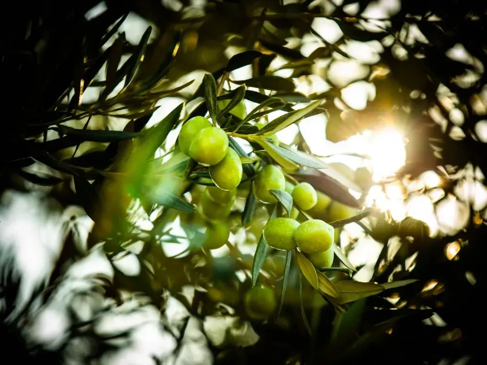 Zeytinde Akhisar'da konkordato fırtınası