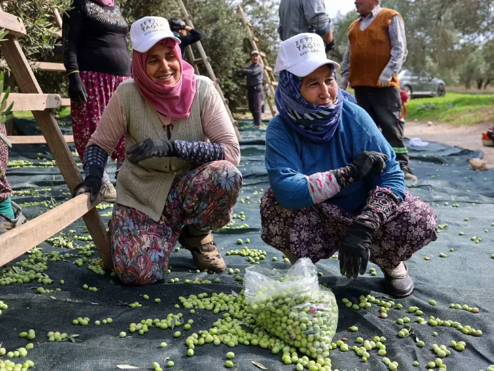 Çömez’den zeytinyağı iddiası: Enflasyon için TARİŞ’e talimat verildi
