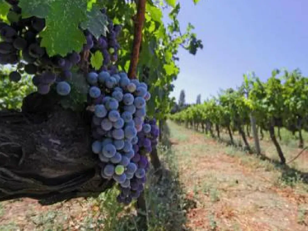 Bağ turizminde Çal-Urla-Lidya hattı