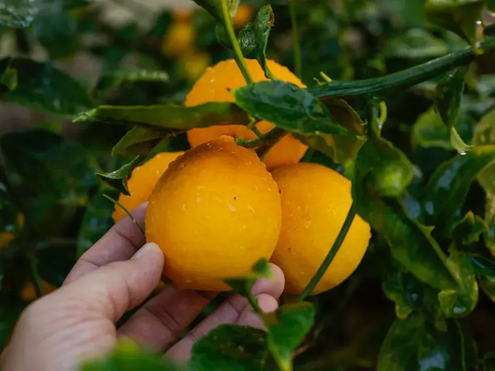Vatandaş narenciyeyi kışın da pahalıya yiyecek