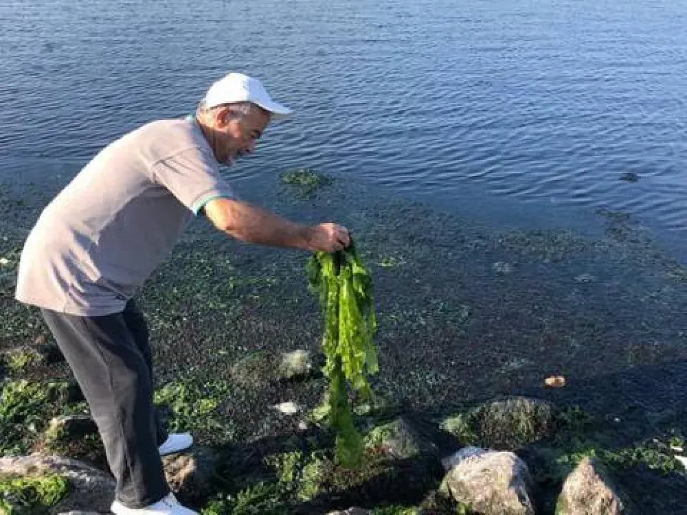 Sanayiciden çarpıcı öneri: Körfez marulunu hammadde yapalım