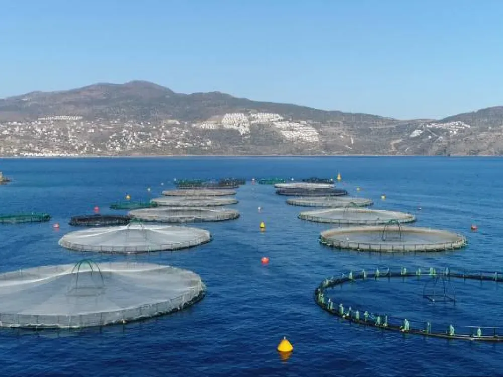 Rekabet Kurulu ceza yağdırdı… Balıkçı uzlaşma istedi